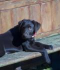 Tilli