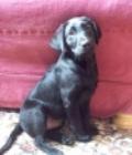 Charlie