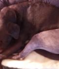 Otis