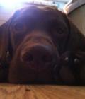 Vinnie