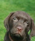 Ralph