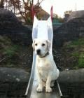 Bailey