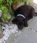 buddy
