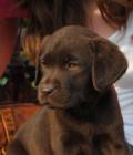 Charley