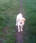 Ollie Brown