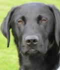 Alfie