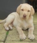 Marley