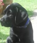 ALFIE
