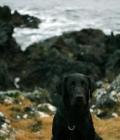 Bruce