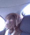 Bailey
