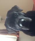LOLA
