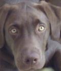 Buddy