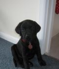 Millie