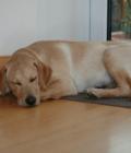 TEDDY