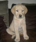 jenson