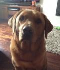 Bailey