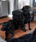 Lola is our girl sat up  her mum is laid down