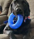 Ludo in his Coronation bow tie and his favourite blue ring.