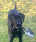 Alfie