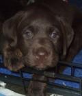 millie