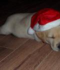 Charlie