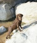 Wispa