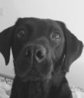 Holly