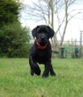 Harvey