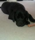 Bailey