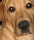 Benji