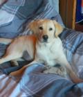 Alfie