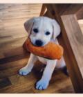 Harvey