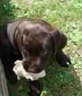 Purdey