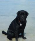 Baxter