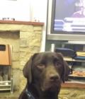 Paddy