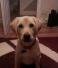 Nellie