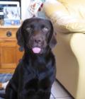 Caffrey