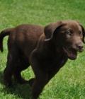 Marley