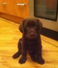 Fionn