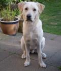 Buddy