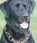 Oscar