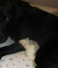Alfie