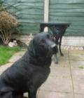 Alfie