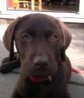 ollie