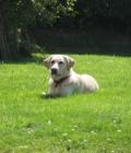 Millie