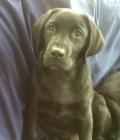 Flynn