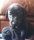 Alfie