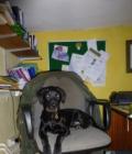 Purdey