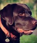 Cooper