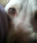 casper